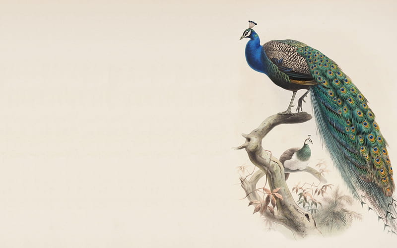 Peacocks, bird, green, paun, pasari, pictura, white, blue, art, peacock, painting, HD wallpaper