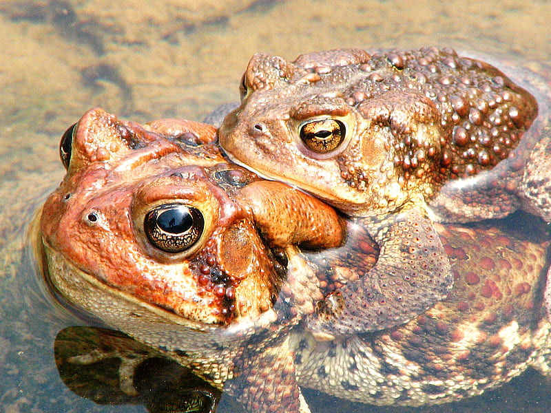 Piggyback Toads, pond, water, piggyback, toads, HD wallpaper
