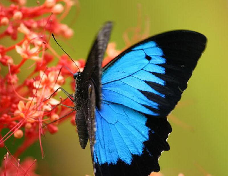 The beauty of the Morpho butterfly, morpho, butterfly, black, red flower, blue, HD wallpaper