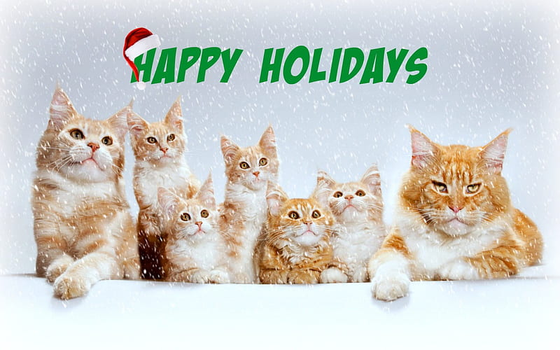 Happy Holidays from the Katz Family, Greetings, Xmas, Cats, Animals, HD wallpaper