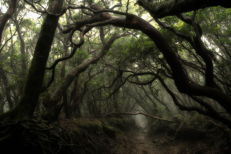 Misty dark forest, roots, foggy, landscapes, creek, trees, HD wallpaper