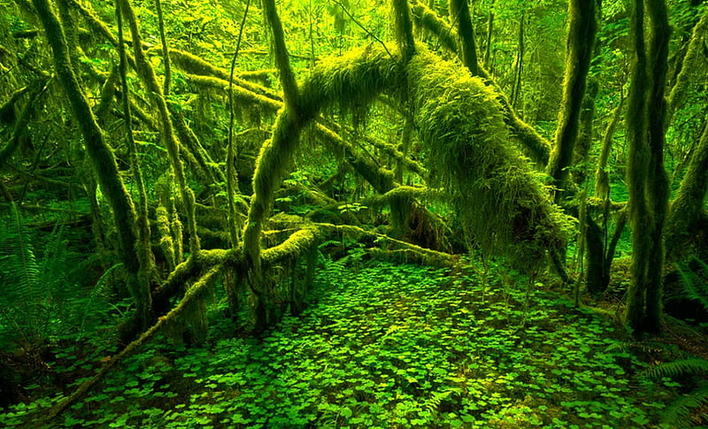 Rainforest, Olympic National Park, forest, liquen, fern, bonito, trees, magic light, roots, green, Washington State, moss, HD wallpaper