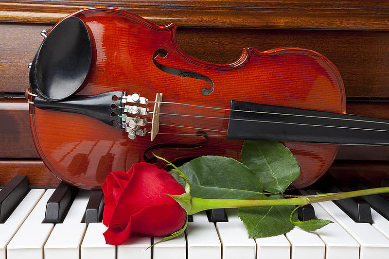 free download | Music is Poetry of Air, red rose, violin, graphy, rose ...