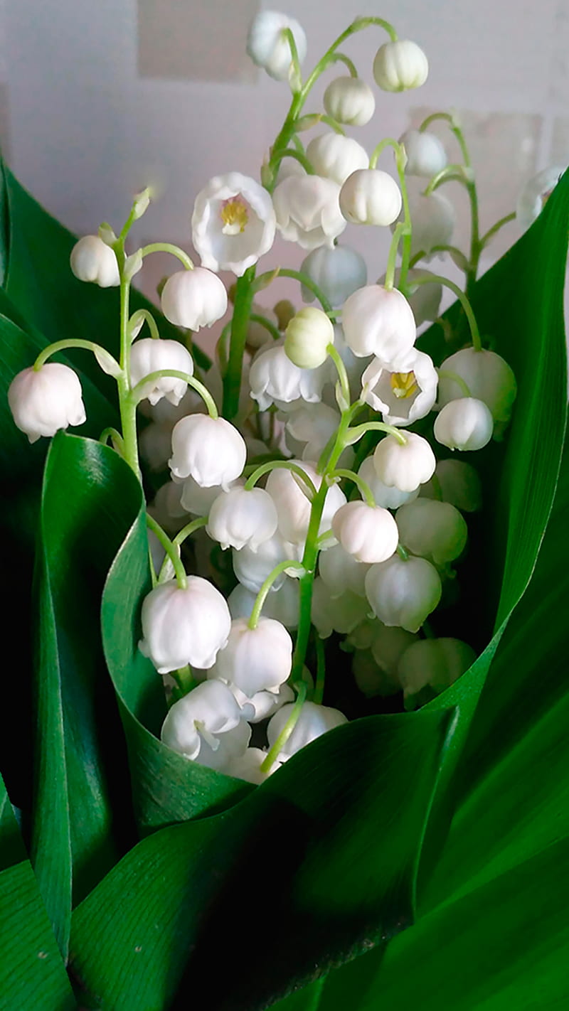 lily of the valley, cute, flora, flowers, spring, white, HD phone wallpaper