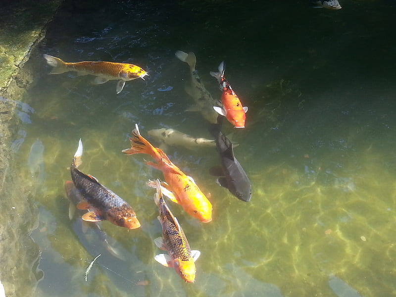 Koi, aquarium, fish, koi fish, large pond life, orange, under, water, HD wallpaper