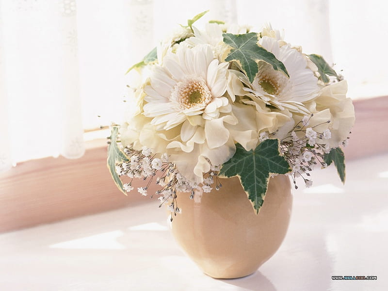 still life 1, window, white flowers, gerbera, vase, bonito, HD wallpaper