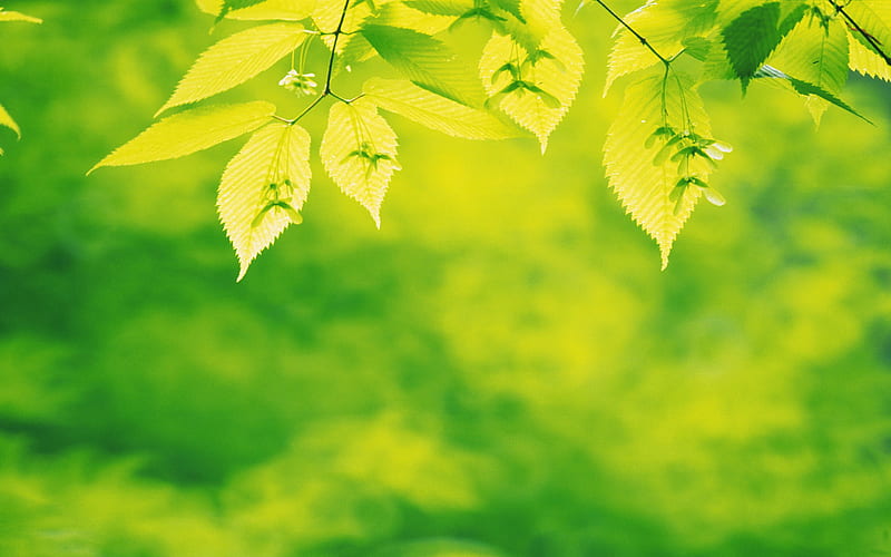 fresh green leaves of plants 14, HD wallpaper