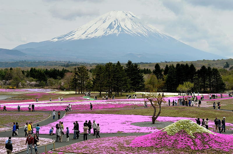 Japanese flower garden, 800000 Moss Phlox, Fujikawaguchiko, Flower garden, Fuji Shibazakura Festival, Mount Fuji, HD wallpaper