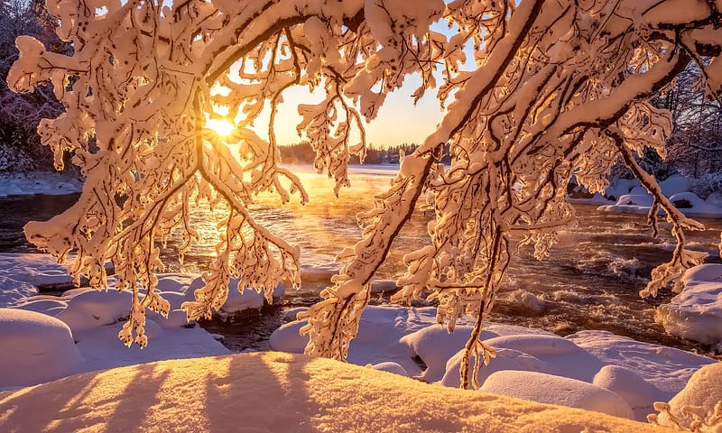 Winter branches, rays, winter, frost, snow, beautiful, sunset, sunrise, tree, covered, HD wallpaper