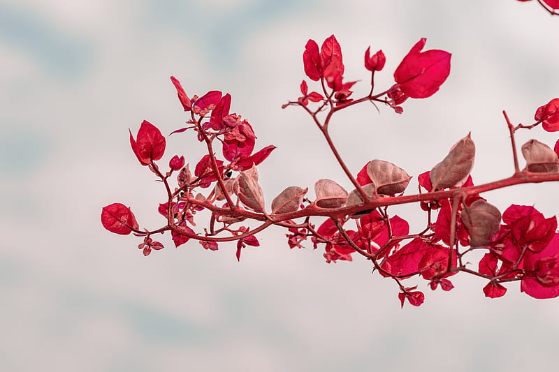 branch, leaves, red, plant, closeup, HD wallpaper