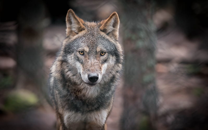 wolf, fauna, wildlife, predator, HD wallpaper