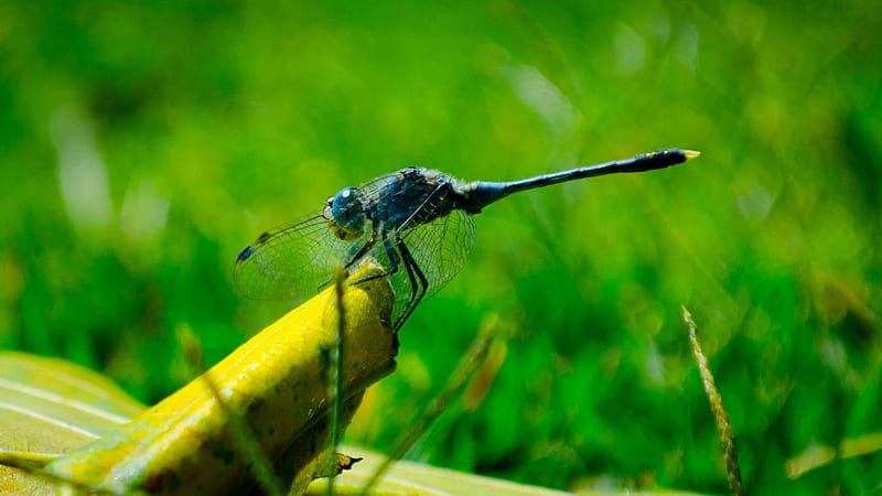 blue dragonfly-2012 animal Featured, HD wallpaper