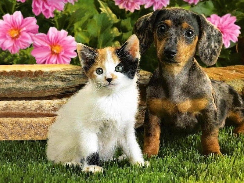 cute dog and cat pictures together