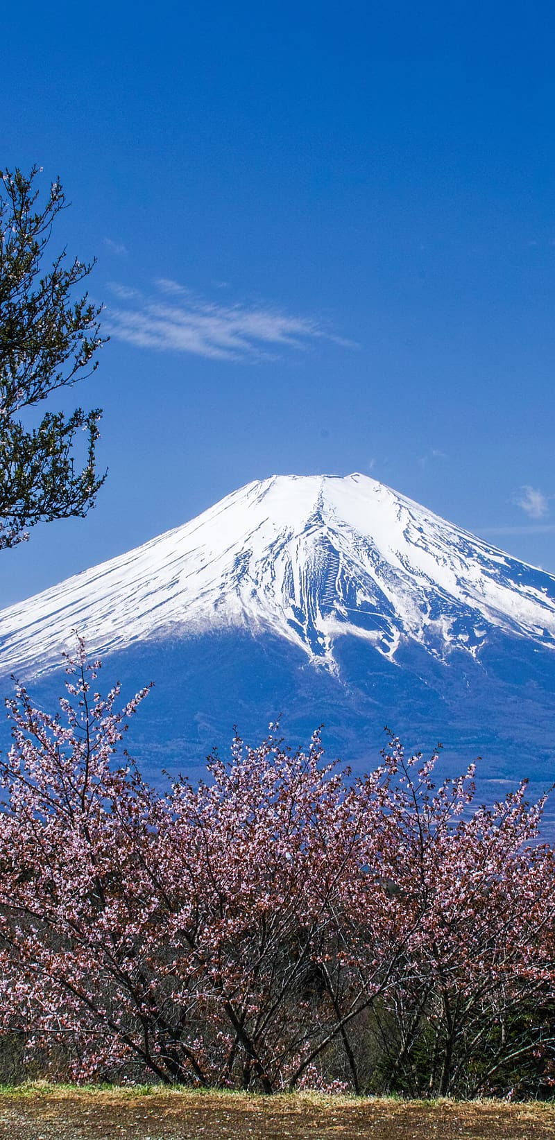 Sakura, , Japan, Spring, Volcano, Cherry Blossom, Mount Fuji, Volcanoes, Summit, Cherry Tree, HD phone wallpaper