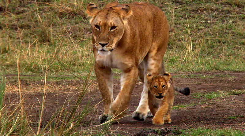 A STROLL with My MOTHER, african, queen, cub, prince, lioness, cats, lion, HD wallpaper