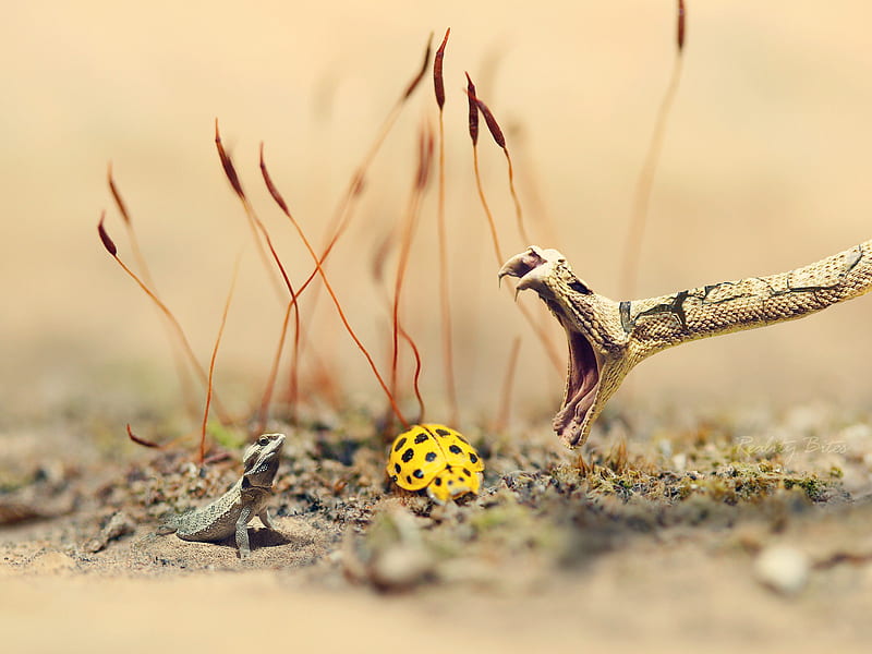 The meeting ground, yellow, soil, graphy, lizard, close up reptile, animals, amazing meeting, fantastic, wall, nature, lady bug, snake, HD wallpaper