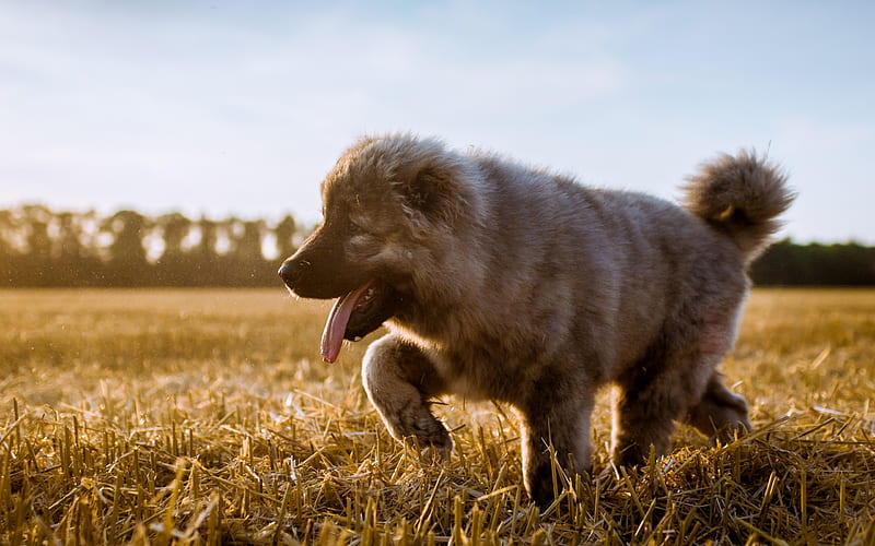Caucasian Shepherd Dog, small puppy, furry dog, green grass, puppies, HD wallpaper