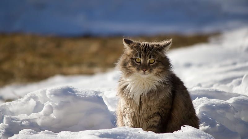 Blue Eyes With Stare Look Cat Is Sitting On Snow In Blur Snow Background Cat, HD wallpaper