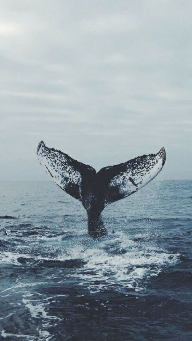 Whale Fin, blue, fins, nature, ocean, whales, HD phone wallpaper