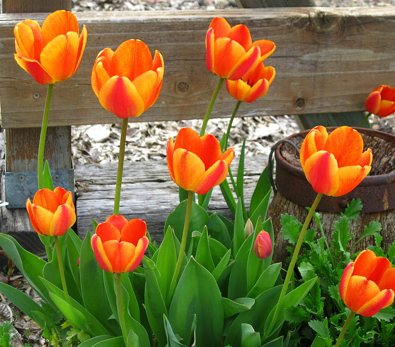 Tulips, rustic, flowers, orange, HD wallpaper