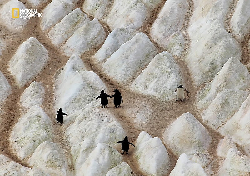 Rock-Hoppers, rocks, black, white, penguins, animals, HD wallpaper