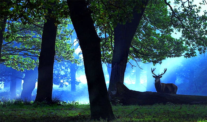 Forest stag, forest, antlers, male, evening, trees, light, deer, mist, HD wallpaper