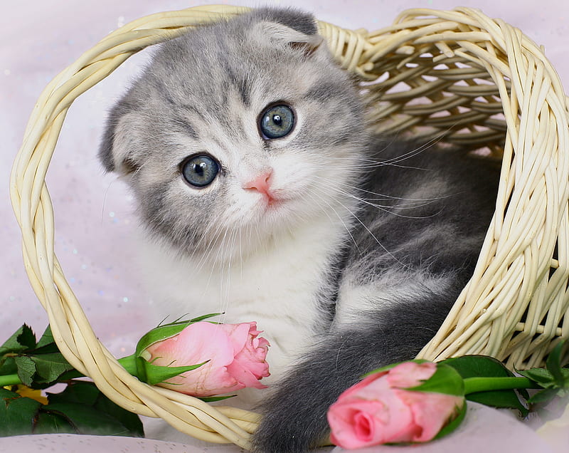 Adorable Cat, pretty, rose, bonito, adorable, sweet, still life, graphy, beauty, face, pink, animals, lovely, kitty, colors, roses, cat, cat face, pink roses, cute, pink rose, basket, eyes, cats, kitten, HD wallpaper