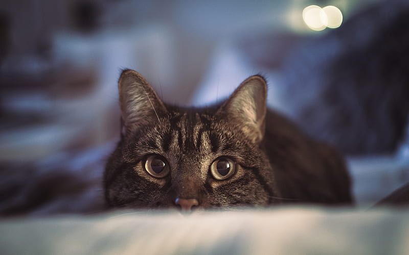 gray cat, domestic cat, sofa, pets, eyes, HD wallpaper