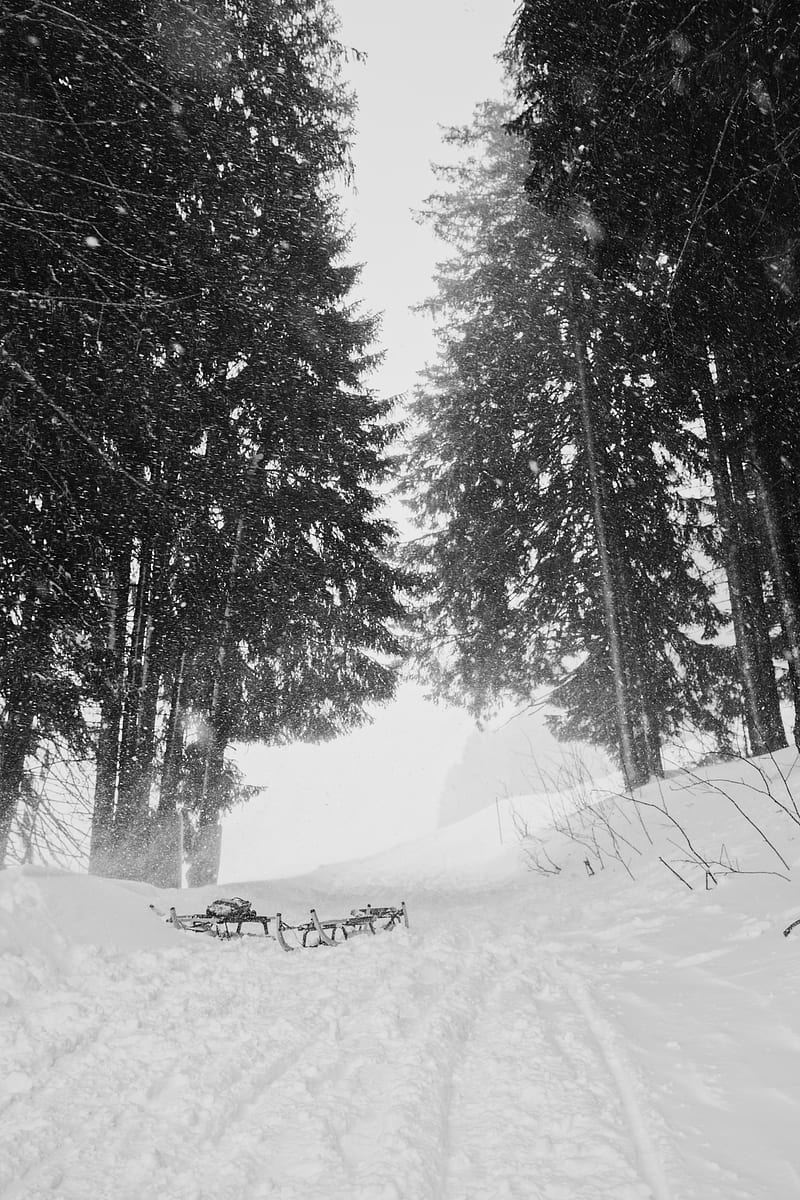 snow, trees, sleds, winter, HD phone wallpaper