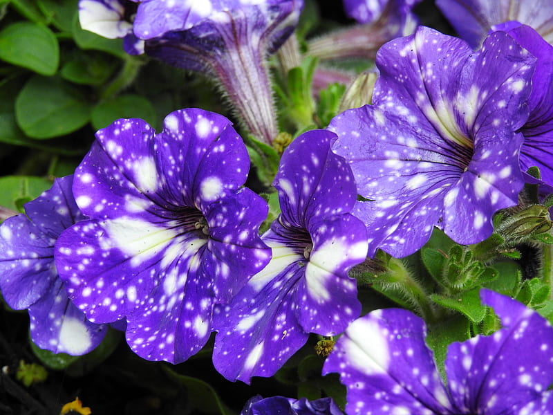 Macro Starry Sky Petunia's, Macro, Garden, Petunias, Spring, graphy, Flowers, Nature, Starry Sky Petunias, HD wallpaper