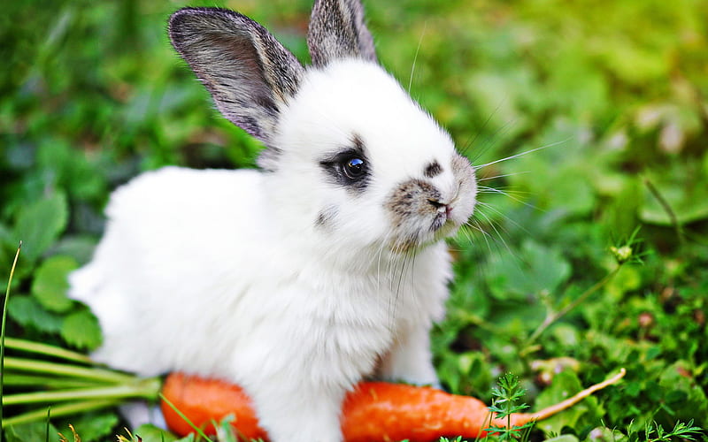 Rabbit with carrot, bokeh, cute animals, little rabbit, bunny with carrot,  pets, HD wallpaper | Peakpx