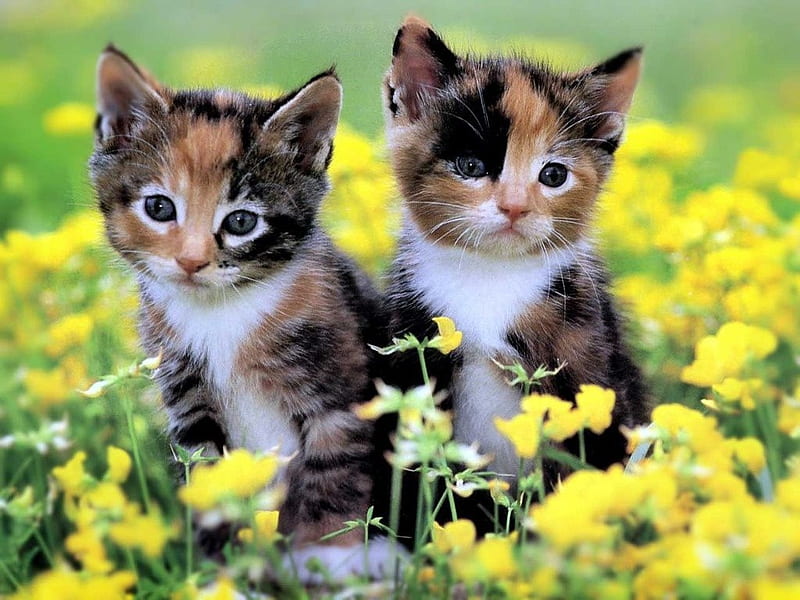 free download | Two Cute Kittens, kittens, flowers, cat, field, animal ...