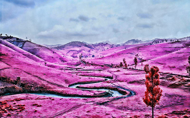 Pink Field, R, beautiful nature, pink landscapes, Congo, Africa, HD wallpaper
