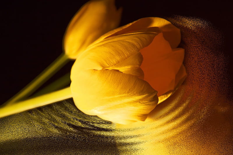 Yellow Tulip, art, lovely, flower, yellow, tulip, HD wallpaper | Peakpx