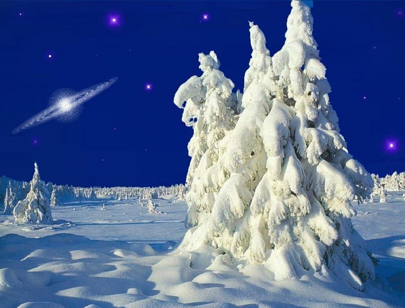 A Bitter Winter's Night, snow, nature, trees, night, winter, HD wallpaper