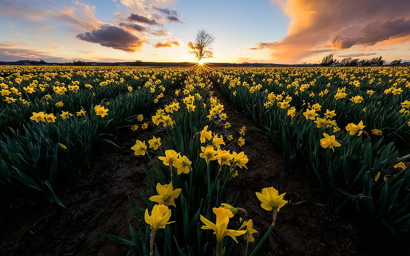 Daffodil Field at Dawn, sun, flowers, daffodil, nature, spring, clouds, sky, field, HD wallpaper