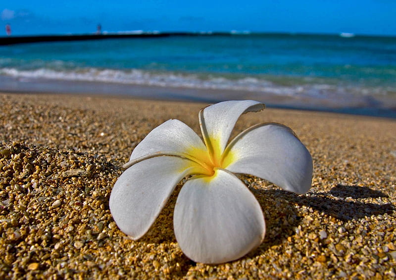 White Plumeria Frangipani on Hawaiian Beach, islands, hawaii, ocean, plumeria, sea, beach, sand, frangipani, paradise, flower, island, white, tropical, hawaiian, HD wallpaper