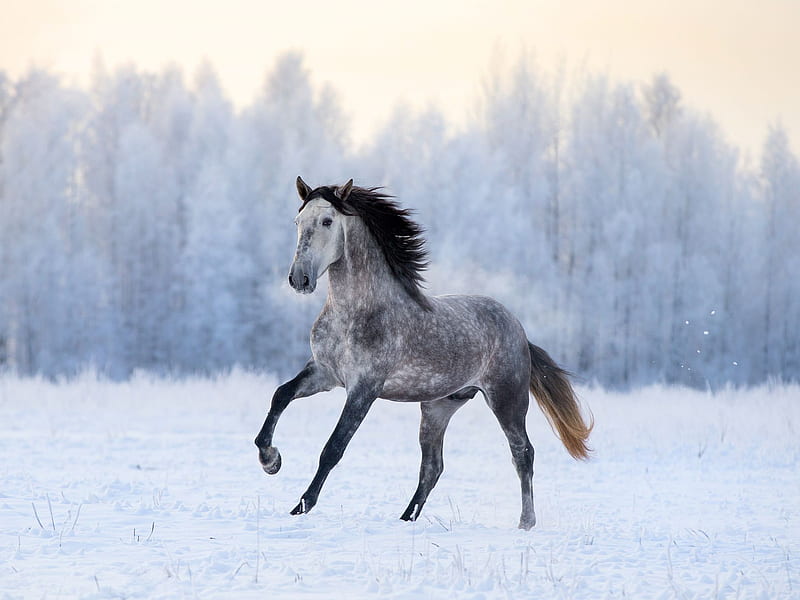 Andalusian Horse Breed Profile, HD wallpaper