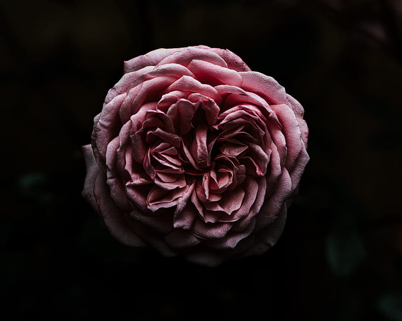 rose, flower, pink, dark, closeup, HD wallpaper