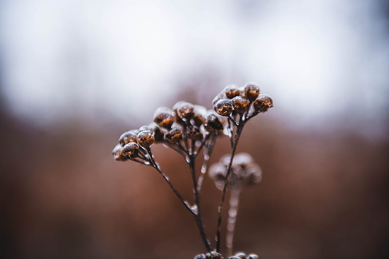 Brown Flower Buds in Tilt Shift Lens, HD wallpaper