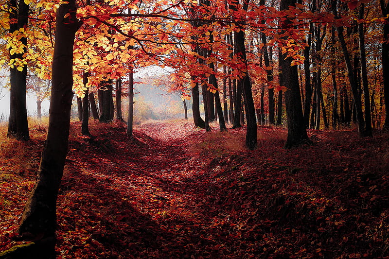 Autumn Woods Trees Fall Forest , fall, autumn, trees, forest, nature, HD wallpaper