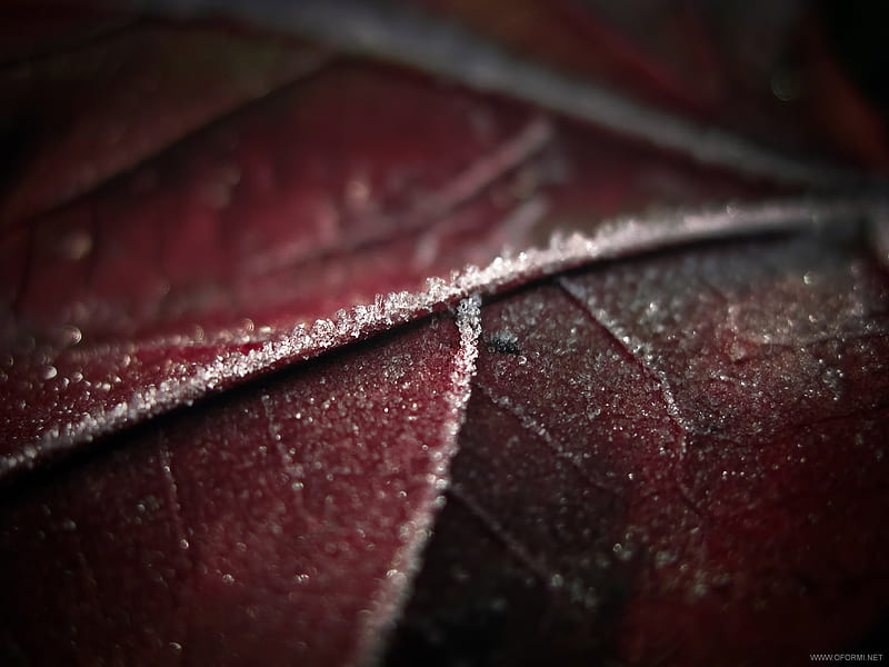 cold, red, macro, ice, leaf, HD wallpaper