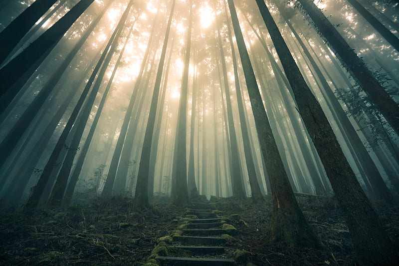 forest, stairs, fog, HD wallpaper