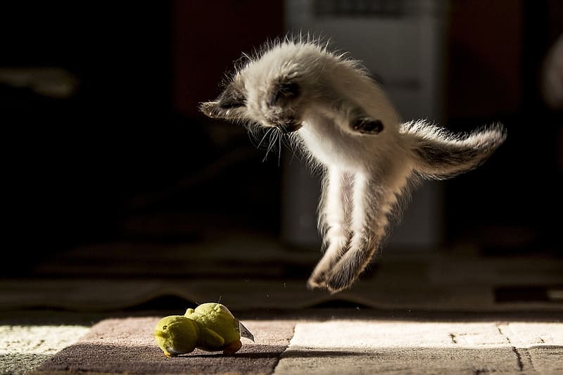 The paw-some Leap...., leaping, Cat, Toy, pounce, Playtime, HD wallpaper