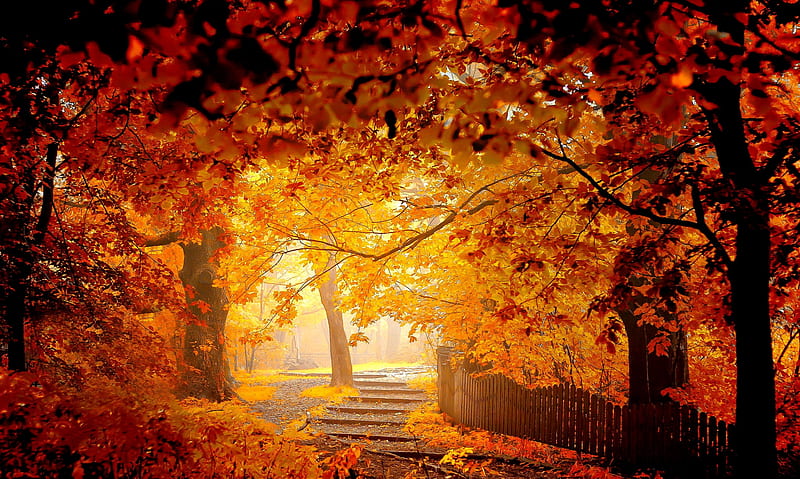 Golden autumn, rays, golden, bonito, park, foliage, forest, fall ...