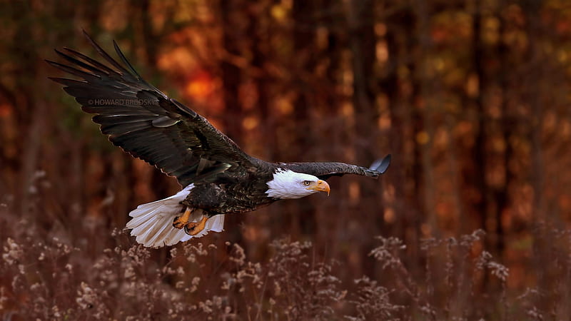 Bald Eagle Flight, eagle, birds, HD wallpaper