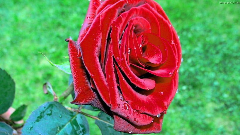 Beautiful Red Rose., beauty, perfection, i love you, unconscious beauty, HD wallpaper