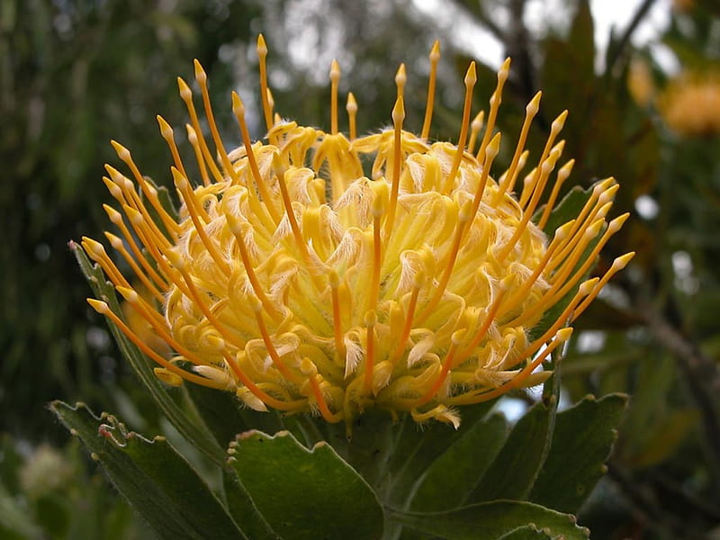 free download | Protea Flower, flower, bonito, protea, HD wallpaper ...