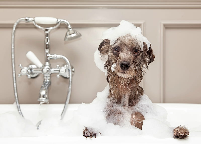 Just a good bath, cute, foam, caine, bath, funny, dog, HD wallpaper