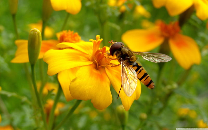 bee on a flower-small animal, HD wallpaper